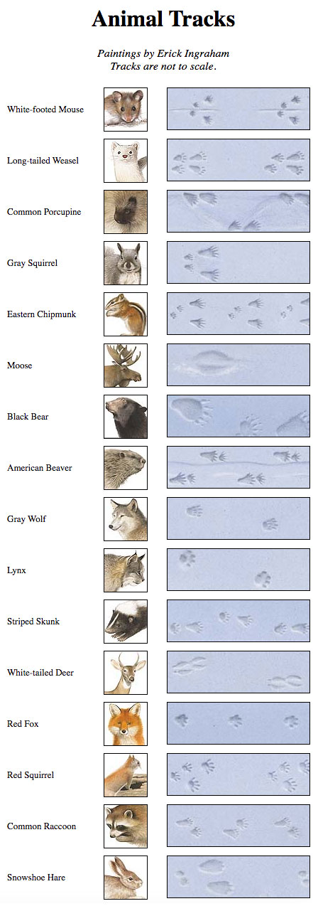 31 Animal Footprints In Snow Identification Uk | Pressinusa